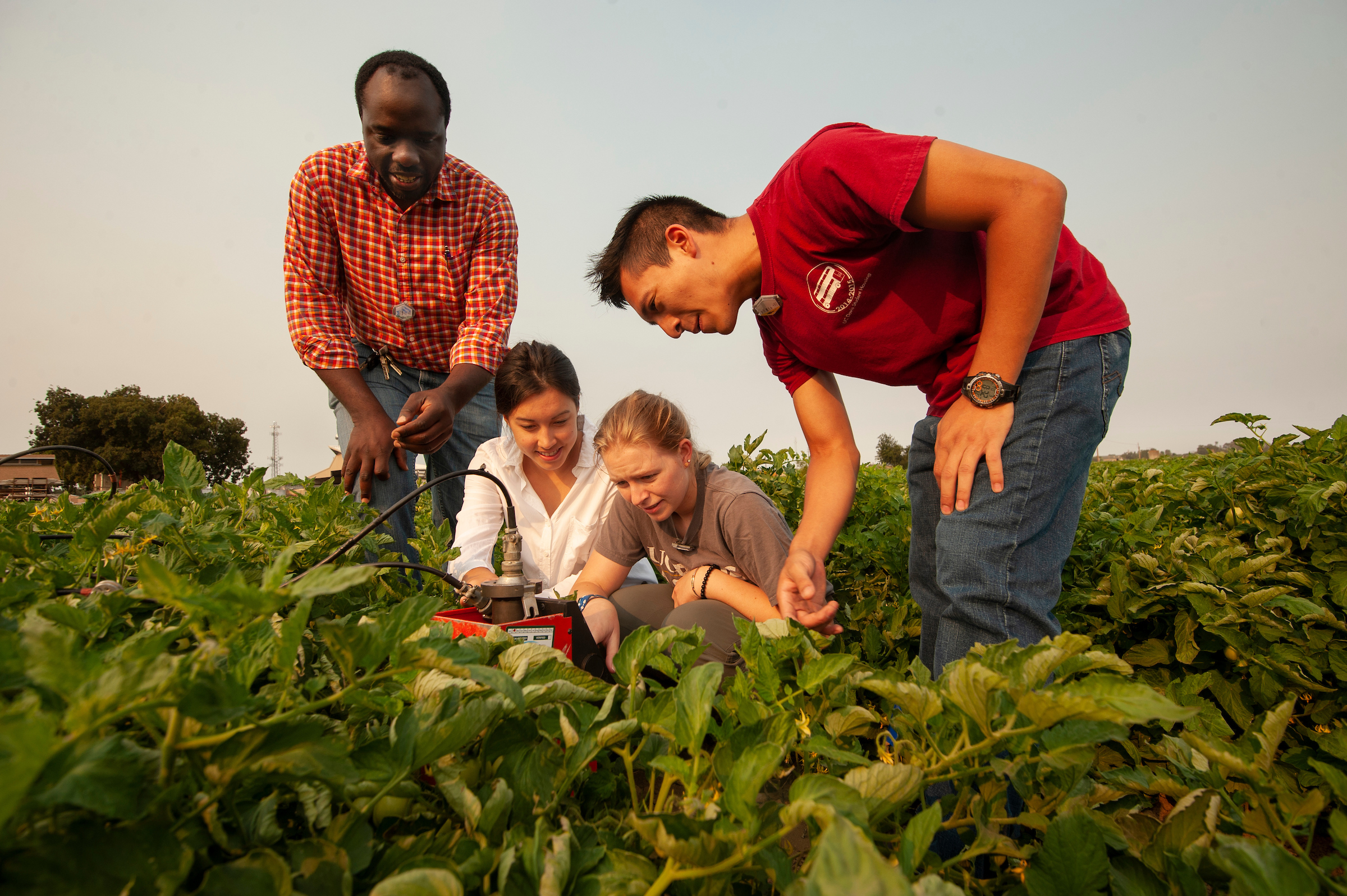 A group of four people examine plants in an agricultural field. 