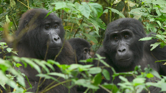 Two gorillas poking their head above some leaves