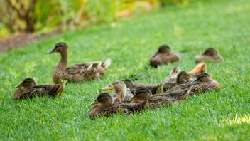Ducks laying on lawn